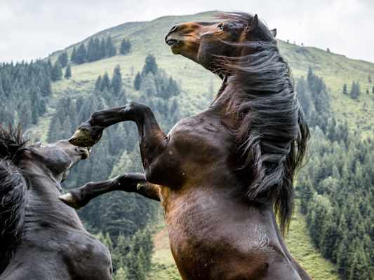 Ausgangspunkt der Wanderung ist die aussichtsreiche Dolomitenhütte auf 1.616 m