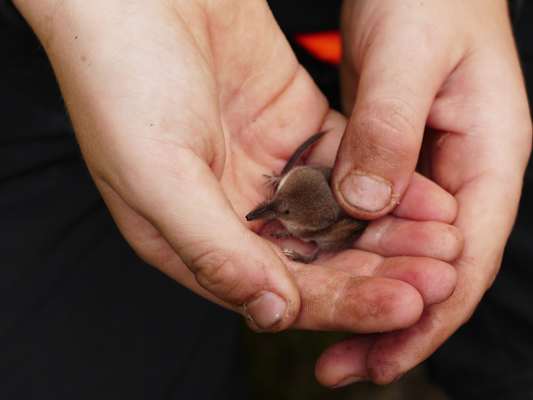 Reise Neufundland Kanada Rad