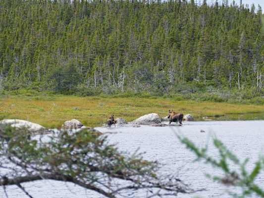 Reise Neufundland Kanada Rad