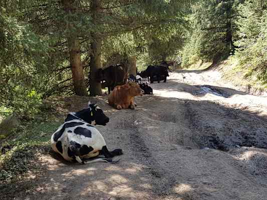 Trekking in Kirgistan