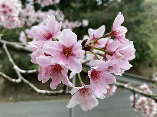 Taiwan Yushan Wandern