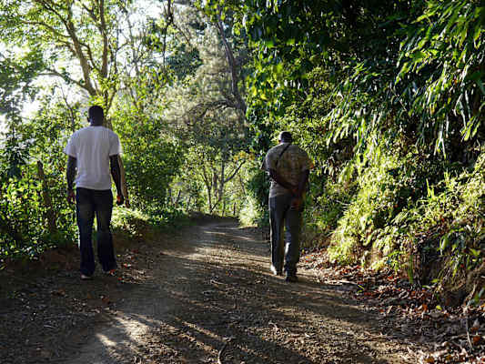 Blue Mountains Jamaika