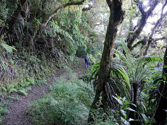 Blue Mountain Peak Trail