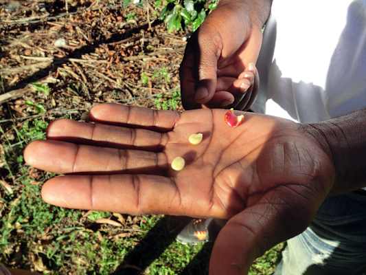 Blue Mountains Jamaika