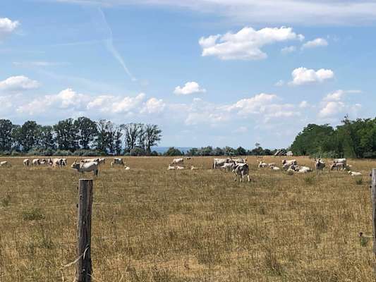 Burgenland Extrem Sommer 2021