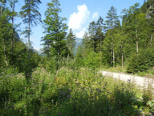 „Tal der Schmetterlinge“: Das Ellbachtal