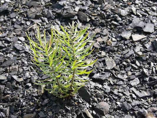 Sentier des Terrils in Belgien