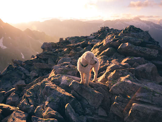 Climbersforfuture am Gipfel des Großvenediger