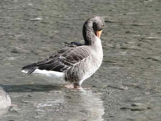 In der Konrad-Lorenz-Forschungsstation kann man auch heute noch die Graugänse besuchen