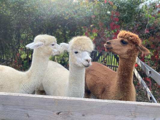 Alpaka-Wanderung in Niederösterreich