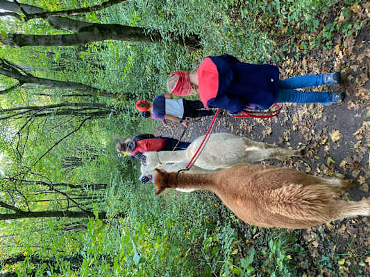 Alpaka-Wanderung in Niederösterreich