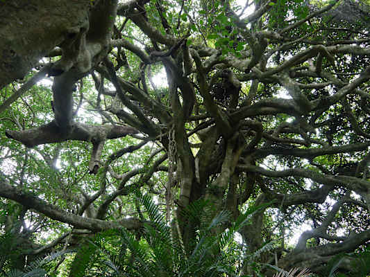 Luan Shan Forest Museum Taiwan Blog Martin Foszczynski