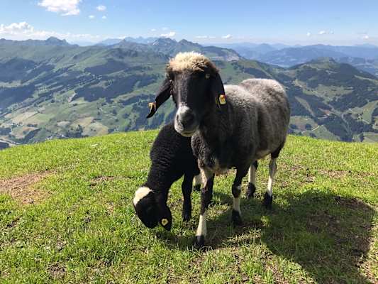 Schafe am Schattberg