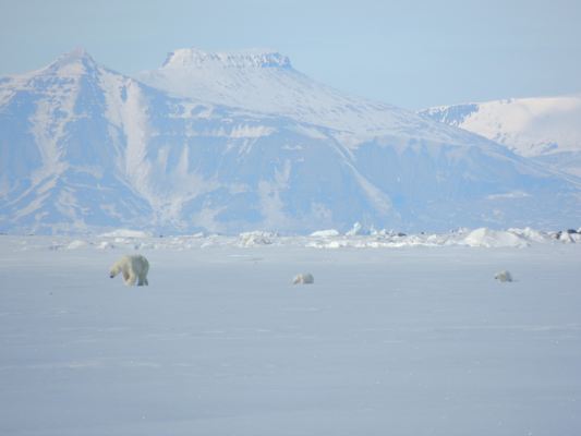 Die Eisbären erspähen wir gerne vom Boot aus.