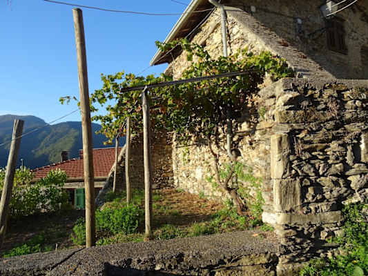 Weinpergola in Triora