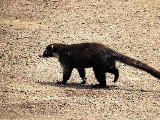 Nationalpark Cahuita Costa Rica