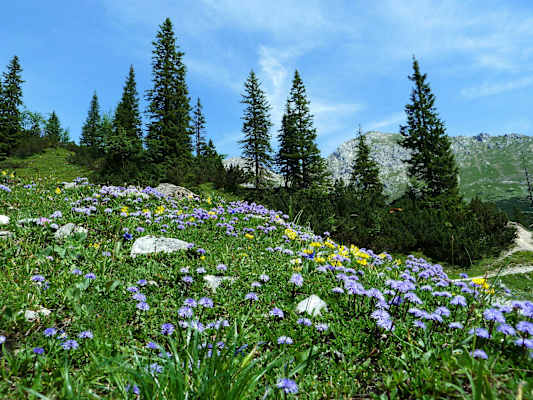 Blumenvielfalt im Karwendel
