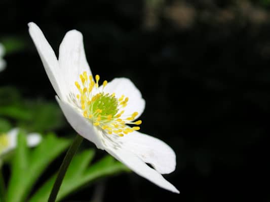 Die wunderschönen Buschwindröschen strecken ihre Köpfchen bereits der Sonne entgegen.