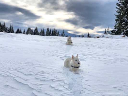 Diese zwei weißen Schäferhunde fühlen sich sichtlich wohl in der verschneiten Umgebung