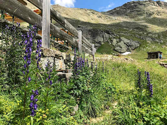 Der Brunnen ist von blühendem Eisenhut umgeben