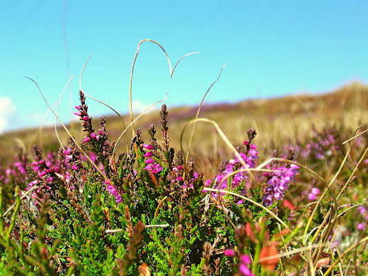 Besenheide auf der Schwäbischen Alb