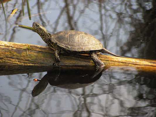 Die Europäische Sumpfschildkröte fühlt sich im Nationalpark Donau-Auen wohl.