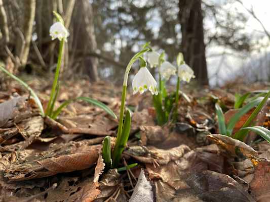 Fühlingsknotenblumen nutzen die Zeit, wenn die Bäume noch keine Blätter haben. Sie gehören zu den ersten, die ihre Köpfchen der Sonne entgegen strecken.