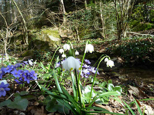 Frühlingsknotenblumen und Leberblümchen im bezaubernden Frühlingstal.