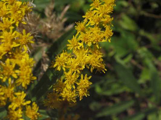 Heilkräuterweg Aflenz in der Steiermark: Goldrute