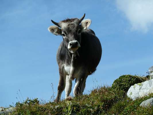 Auf den Almen findet man den Sommer über hauptsächlich Tiroler Grauvieh.