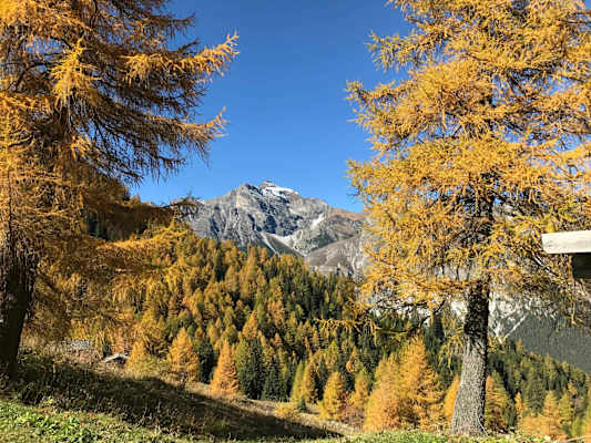 Wunderschön herbstlich gefärbte Lärchen bei der Trunahütte.