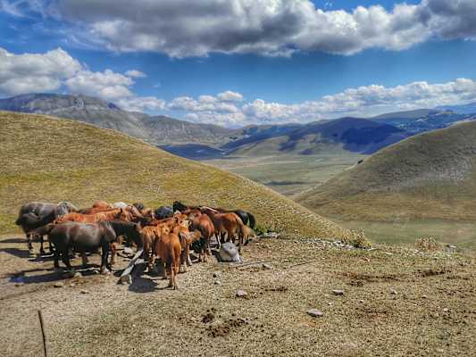 Weitwanderweg Sentiero Italia Thürmer Christine Pferde