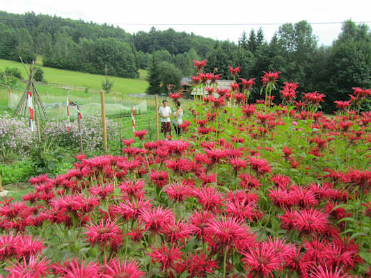 Kräutersteig bei Klaffer in Oberösterreich
