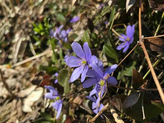 Das zarte Leberblümchen kommt meist in solchen Massen vor, dass es ganze Waldhänge lila und rosa färbt.