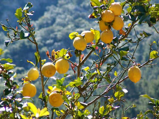Genusswandern auf Mallorca
