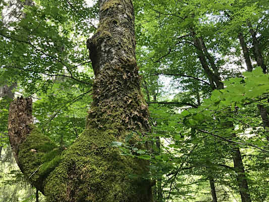 Alt und jung ist einem steten Wandel unterworfen - Nationalpark Kalkalpen