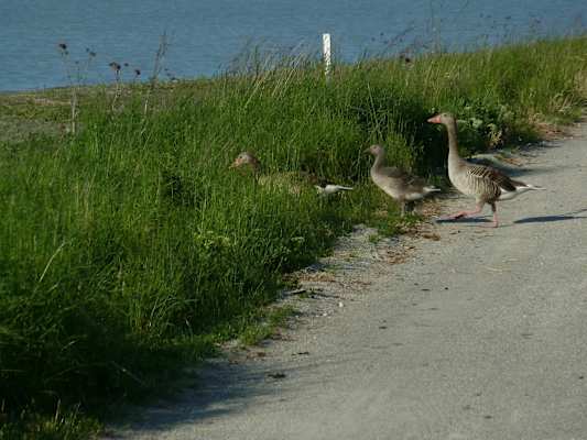 Graugänse brüten im Nationalpark Neusiedler See Seewinkel.