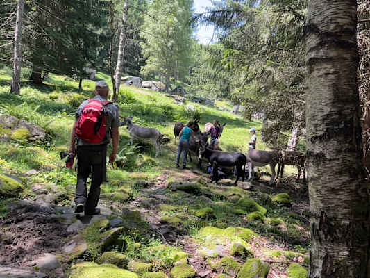 Die Esel halten die Almen frei von Büschen und tragen somit zur Pflege der alten Kulturlandschaft bei.