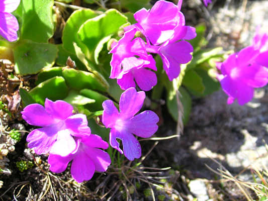 Primel - nicht die Mehlprimel, sondern die Behaarte Primel