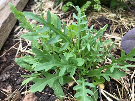 Weg-Rauke oder Rucola