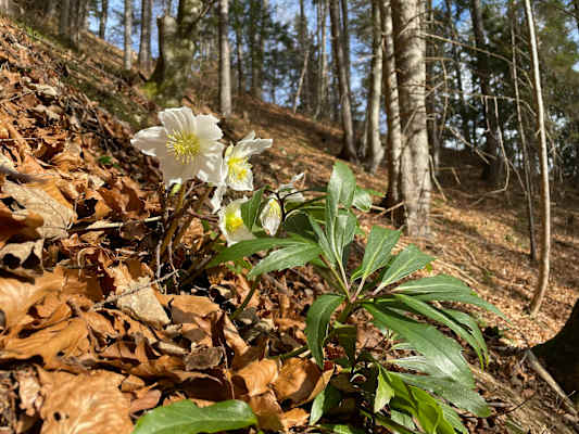 Wunderschön und streng geschützt - die Schneerose.