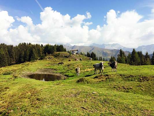 Schmirn - Vals: Alm mit Pferden und Kühen