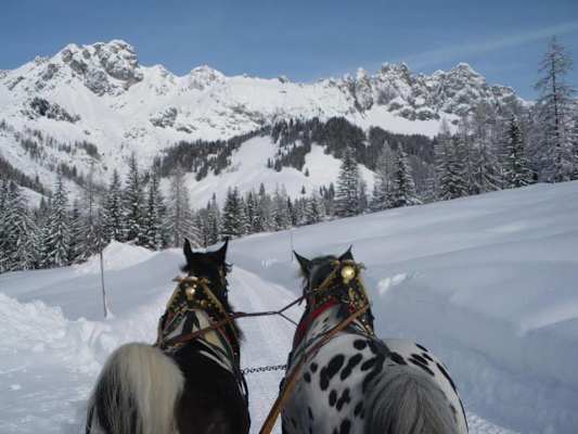 Mit dem Schlitten zur Oberhofalm bei Filzmoos