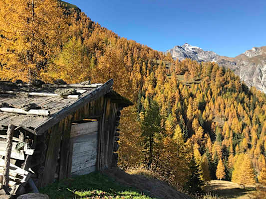 Im Herbst, wenn sich die Lärchen gelb färben, ist es im Gschnitztal besonders ruhig.