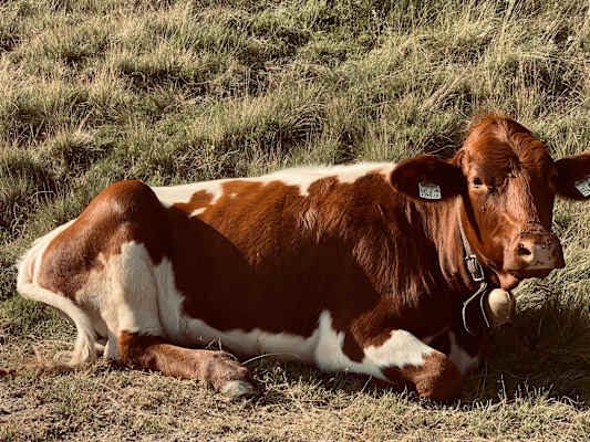 Dieser Kuh begegnen wir unterwegs