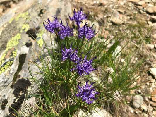 Die Teufelskralle kommt so weit oben auch in der Polsterform vor