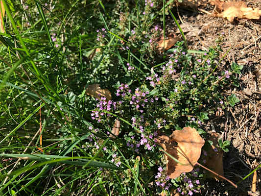 Wilder Thymian
