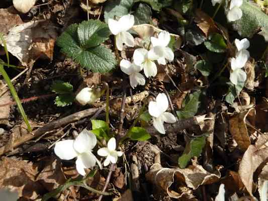 Weiße Veilchen - auch diese findet man im Frühlingstal.