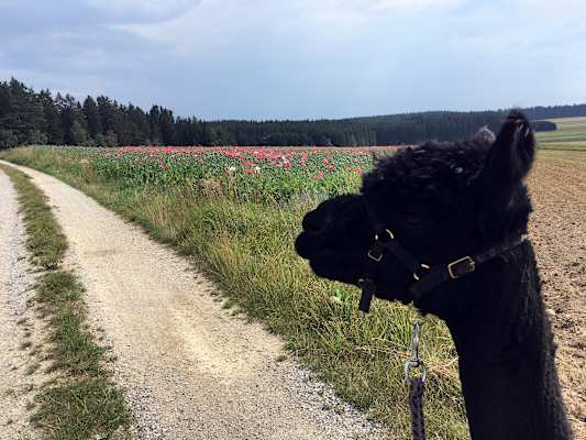 Alpakas Wandern
