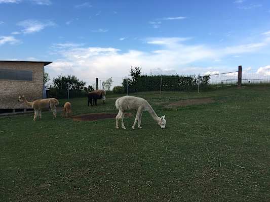 Alpakahof Hahn